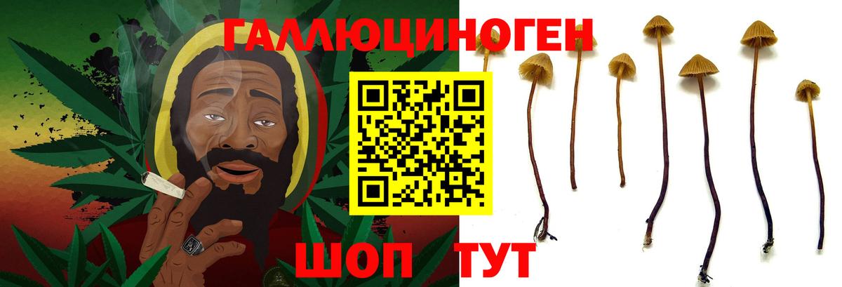 Галлюциногенные грибы Psilocybine cubensis Канск